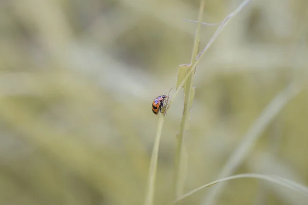 Coccinella Una Foglia Natura Primo Piano — Foto Stock