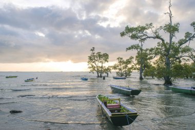 doğa eski mangrov ile sahilde tekne