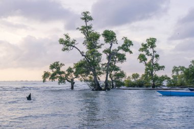 kayalar ve ağaç sahilde günbatımı