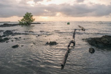 kayalar ve ağaç sahilde günbatımı