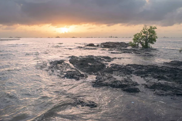 kayalar ve ağaç sahilde günbatımı