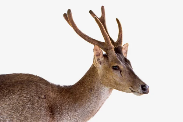 白地に隔離された鹿 — ストック写真