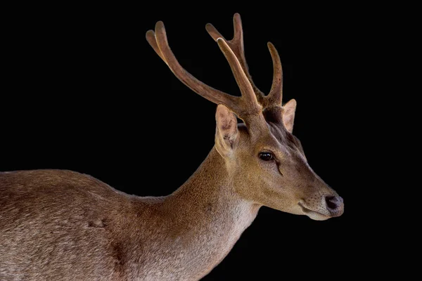 Deer Isolated Black Background — Stock Photo, Image