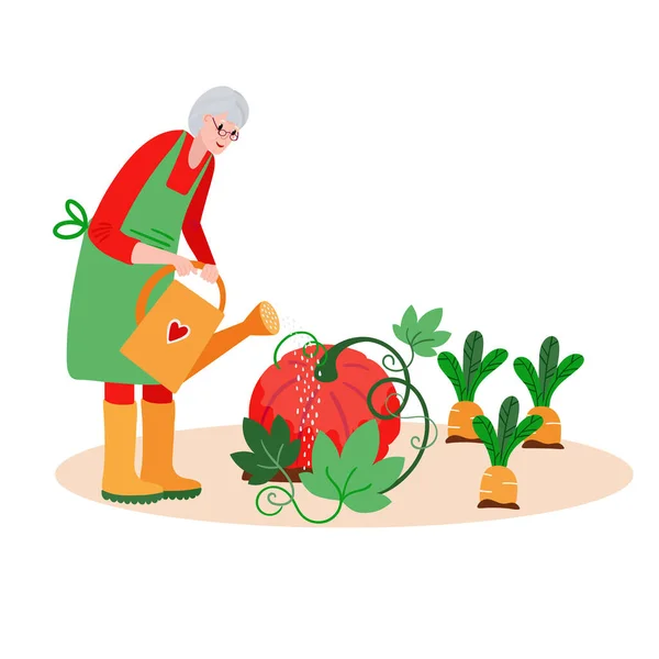 Idős nő locsolja a kertet. Aktív öreg farmer törődik sütőtök, sárgarépa. Nyugdíjba vonult betakarítás nyáron. — Stock Vector