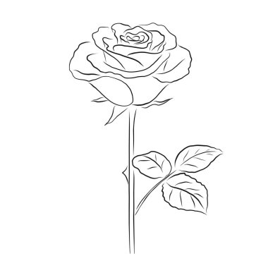 Beyaz arka plan üzerinde izole çiçek gül, siyah anahat. Anahat çizme. Gül yaprakları ve dikenleri ile çizilmiş kroki ver. Vektör çizim