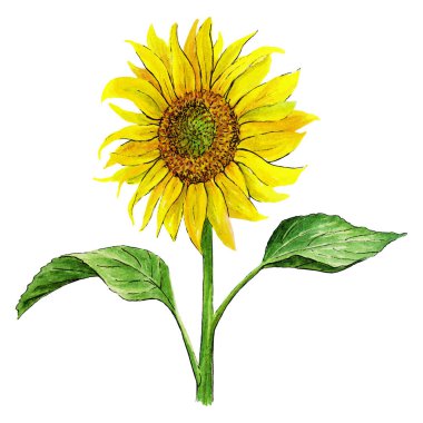Beyaz arka plan üzerinde izole sarı ayçiçeği; El botanik resimde çekilmiş; suluboya resim