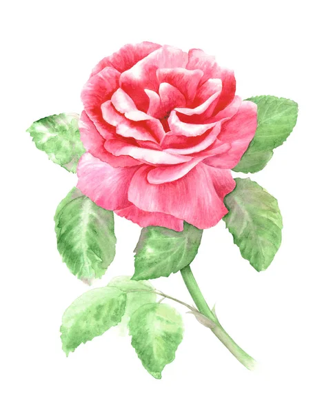 美しいピンクのバラは 白い背景に孤立した花 手描き植物イラスト 水彩画 — ストック写真