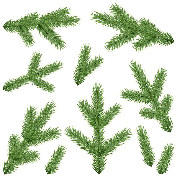一套现实漂亮的冷杉树枝 白色背景隔离 矢量植物图解 圣诞树绿枝 — 图库矢量图片