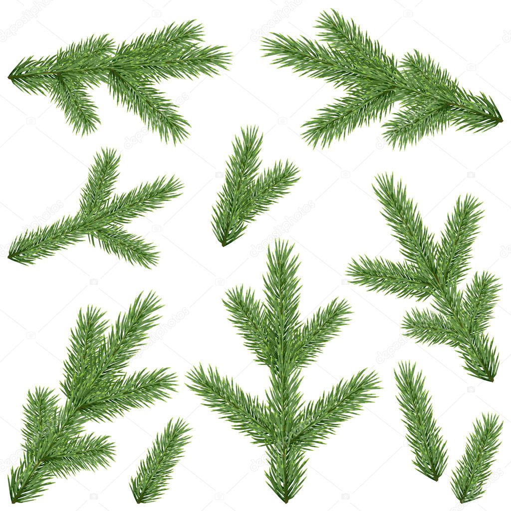Set of realistic beautiful fir tree branches isolated on white background; Vector botanical illustration; Christmas tree green twigs