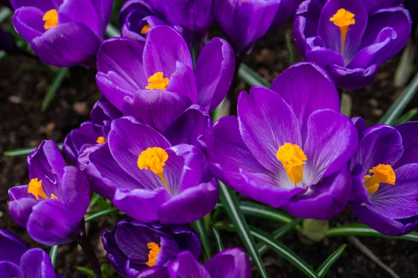 Many purple tulips bunched together.