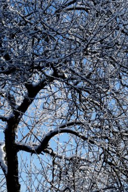 Ağaç dalları kışın karda