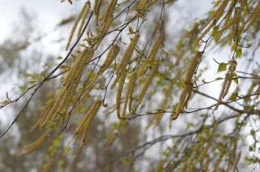 Yelets şehir içinde erken baharda huş ağacı çiçek