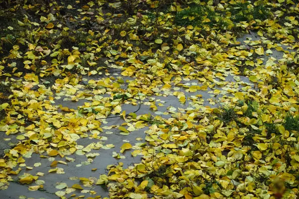 Chemin d'automne avec feuilles jaunes tombées. Près de la rue Aleksandrovskaya — Photo