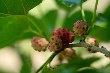Dut parlak pembe meyve. Yeşil yaprakları ile meyveler dallarda asmak