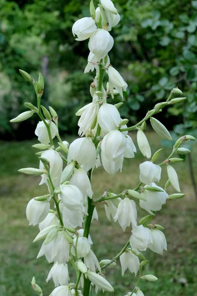 Vita blommor och långa blad av Yuka anläggningen förbättra tomten — Stockfoto