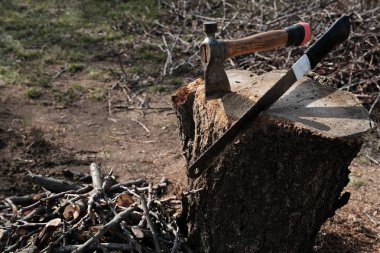 Kıyılmış dalları kalın bir güdük yakınındaki büyük bir dağ