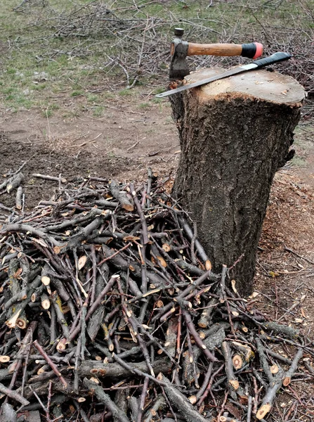 A big mountain of chopped branches near a thick stump — Stock Photo, Image