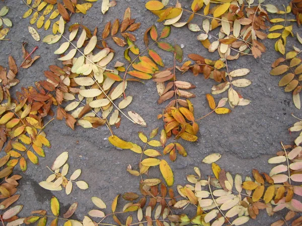 Autumn yellow leaves of rowan lie on gray asphalt — Stock Photo, Image