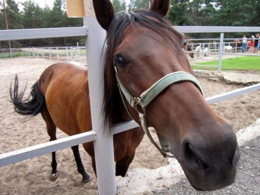 Büyük at bir çit üzerinden dışarı baş gözatma