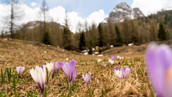 Lente in de bergen. Prachtige berglandschap. Krokussen bloeien. Selectieve aandacht. — Stockfoto