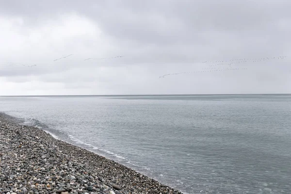 海の上にくさびを飛ぶ渡り鳥の群れ。曇り。選択フォーカス. — ストック写真