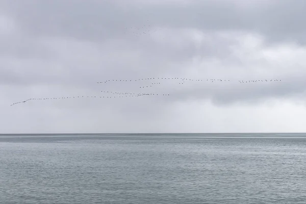 A flock of migratory birds flying wedge over the sea. Cloudy weather. Selective focus. — Stock Photo, Image