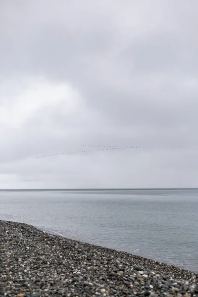 Ein Schwarm Zugvögel, die keilförmig über das Meer fliegen. bewölkt. Selektiver Fokus. — Stockfoto