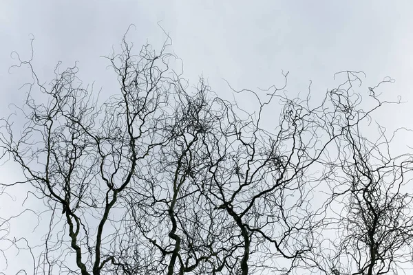 Silueta abstracta de ramas de árboles sin hojas sobre un fondo nublado del cielo . — Foto de Stock