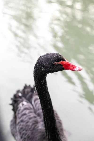Schwarzer Schwan schwimmt im Teich. Nahaufnahme. Weicher Fokus. — Stockfoto