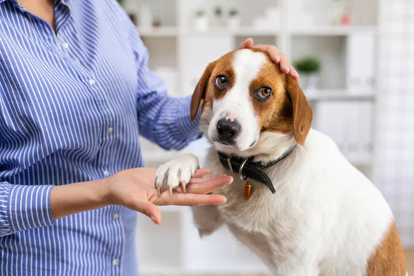 獣医院のオフィスでおびえた犬。飼い主が犬をかわいがってるクローズアップ。ソフトフォーカス. — ストック写真