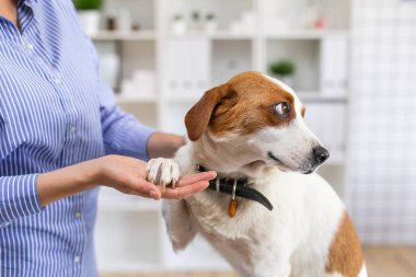 Doktor ofisindeki veteriner kliniğinde köpek. Sahibi köpeği okşuyor. Yakından kapatın. Yumuşak odaklama.
