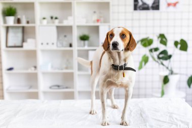 Masada veteriner kliniğinde doktor bekleyen köpek. Veteriner kliniğinin bulanık arka planı.