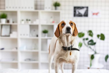 Masada veteriner kliniğinde doktor bekleyen köpek. Veteriner kliniğinin bulanık arka planı.