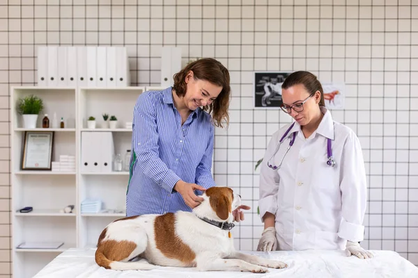 Veteriner kliniğinde gülümseyen kadın ve köpeği, doktor evcil hayvanı muayene etti. — Stok fotoğraf