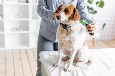 Sahibi bir tarakla köpek kıllarını tarıyor. Kapatın. Bulanık arkaplan.