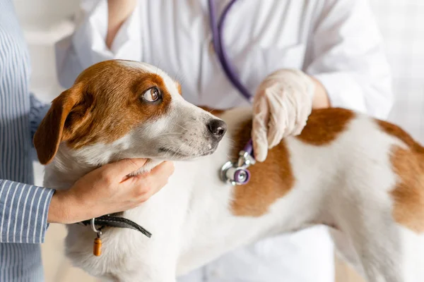 Der Tierarzt hört dem Hund mit dem Stethoskop zu. — Stockfoto