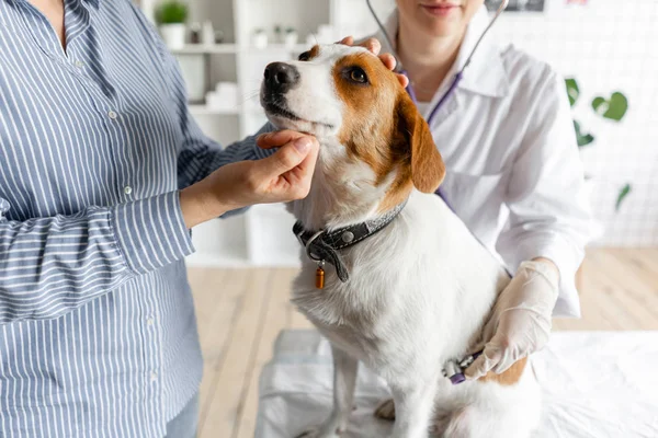 Veteriner steteskopla köpeği dinler..
