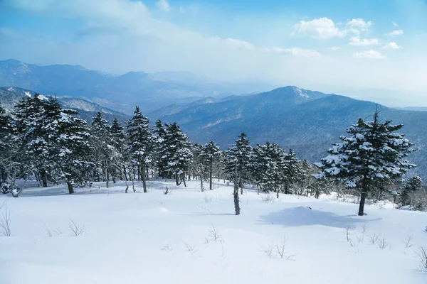 Dağlarda karlı köknar ağaçları