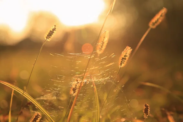 Podzimní Louka Při Západu Slunce — Stock fotografie