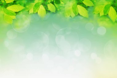 Doğal arka plan bulanık üzerinde çerçeve yeşil ağacının yaprakları