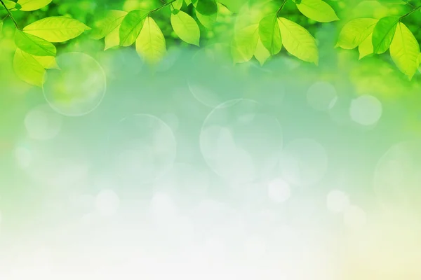 Frame Green Tree Leaves Natural Blurred Background — Stock Photo, Image