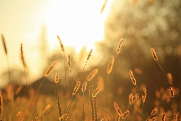 Herbstwiese Bei Sonnenuntergang — Stockfoto