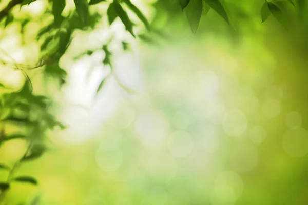 Blurred Spring Atau Summer Nature Background Green Leave Frame — Stok Foto