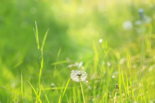 Fond Été Printemps Prairie Verte — Photo