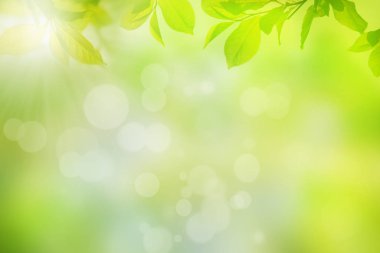 Doğal arka plan bulanık üzerinde çerçeve yeşil ağacının yaprakları