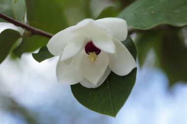  Manolya çiçeği yakın. Manolya sieboldii.