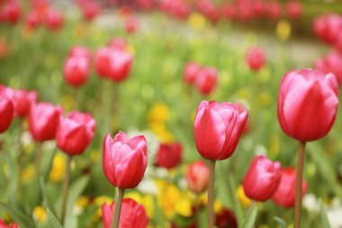 Laleçiçek bahar arka plan