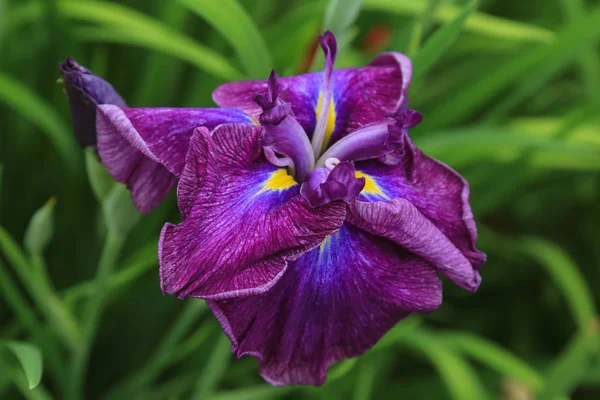 Lila Írisz Virág Closeup Írisz Iris Japonica — Stock Fotó