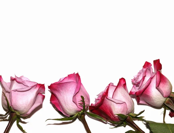Ροζ Κόκκινα Τριαντάφυλλα Απομονώνονται Λευκό — Φωτογραφία Αρχείου