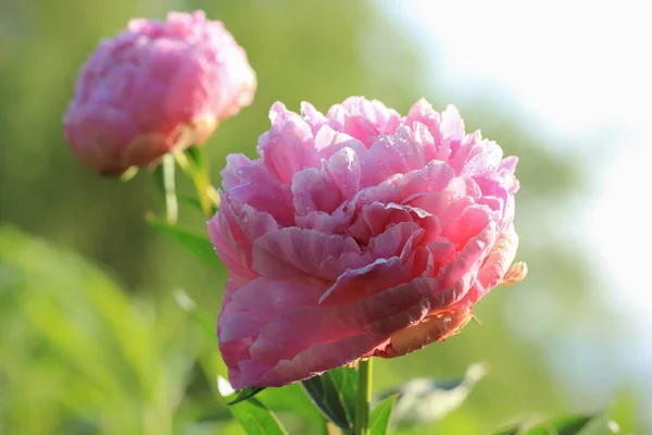 花园特写中的粉红牡丹 — 图库照片